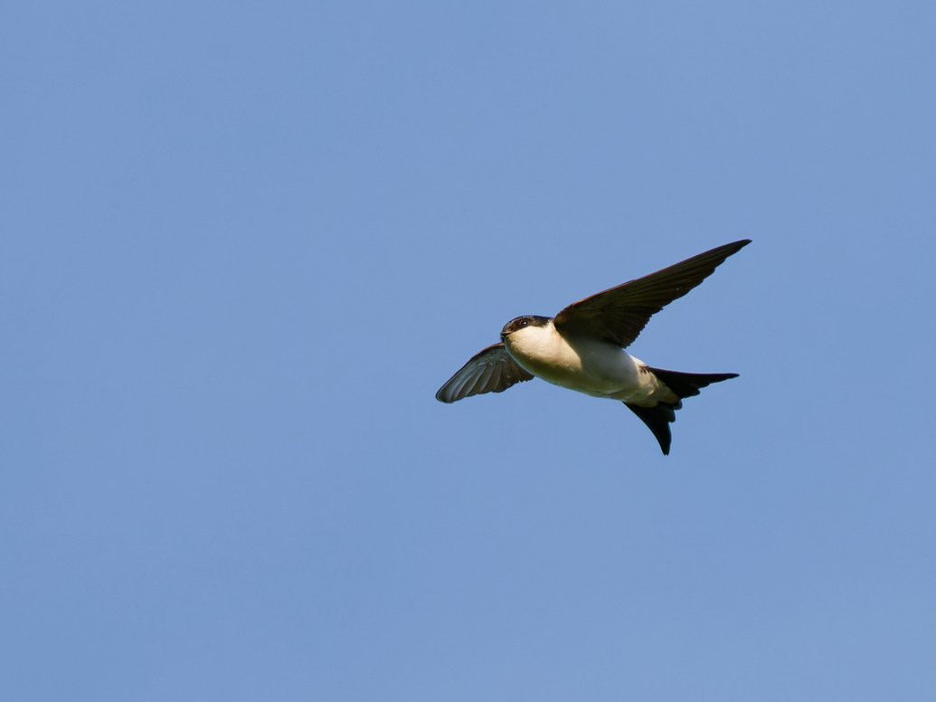 Photo of House Martin